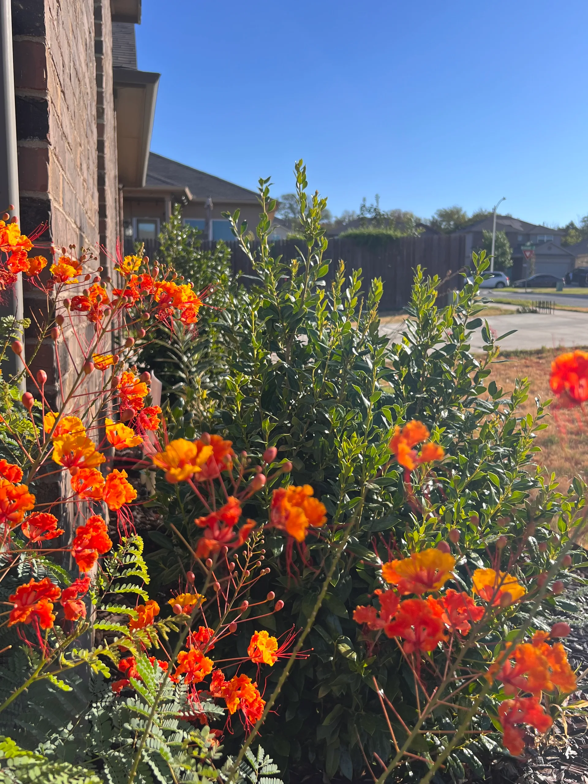 Sprawling One-Story on .28 Acres | Scenic Views + Garden Paradise! | Largest Floor Plan in Reserve at McKinney Falls photo 55